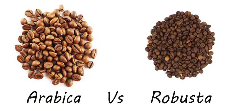 What Is The Difference Between Robusta Vs Arabica Coffee?