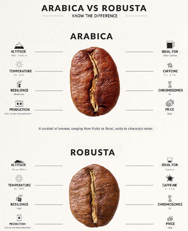 What Is The Difference Between Robusta Vs Arabica Coffee?